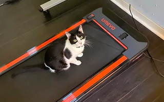 Adorable Cat Relaxing on Urevo Folding Treadmill