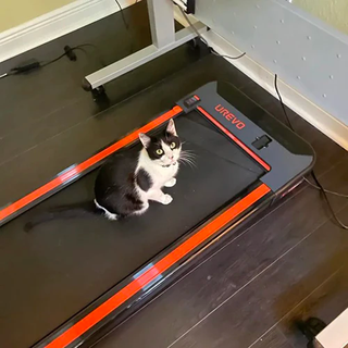 Adorable Cat Relaxing on Urevo Folding Treadmill