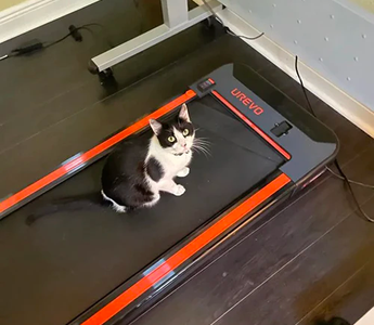 Adorable Cat Relaxing on Urevo Folding Treadmill